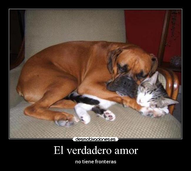 carteles amor erer desmotivaciones