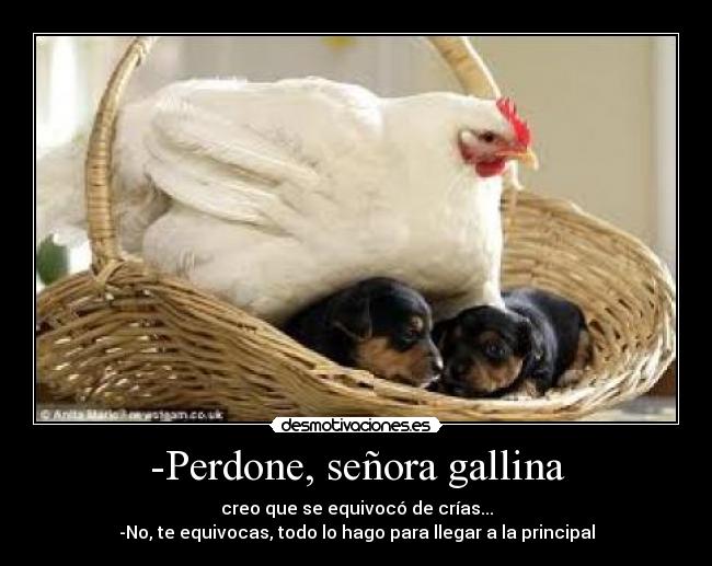 -Perdone, señora gallina - creo que se equivocó de crías...
-No, te equivocas, todo lo hago para llegar a la principal