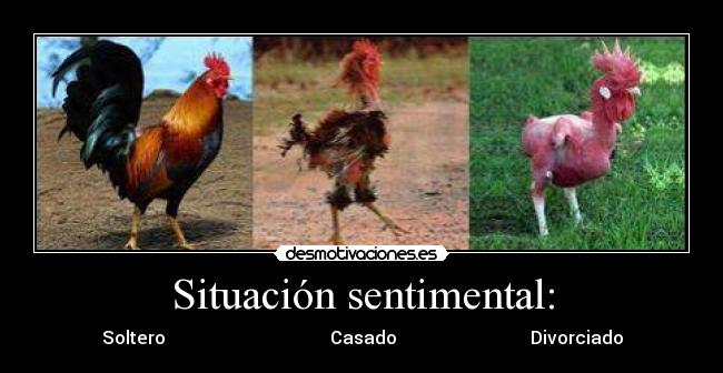 carteles gallos desmotivaciones