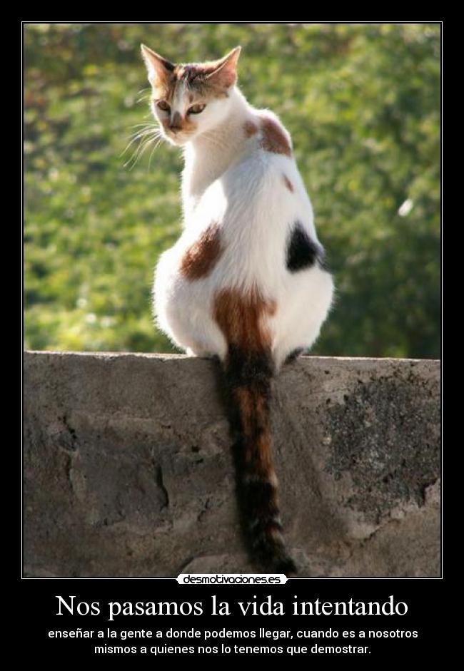 Nos pasamos la vida intentando - enseñar a la gente a donde podemos llegar, cuando es a nosotros
mismos a quienes nos lo tenemos que demostrar.