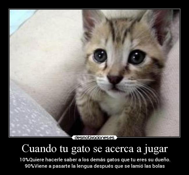 Cuando tu gato se acerca a jugar - 10%Quiere hacerle saber a los demás gatos que tu eres su dueño.
90%Viene a pasarte la lengua después que se lamió las bolas