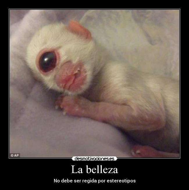 La belleza - No debe ser regida por estereotipos