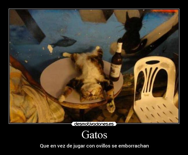 Gatos - Que en vez de jugar con ovillos se emborrachan