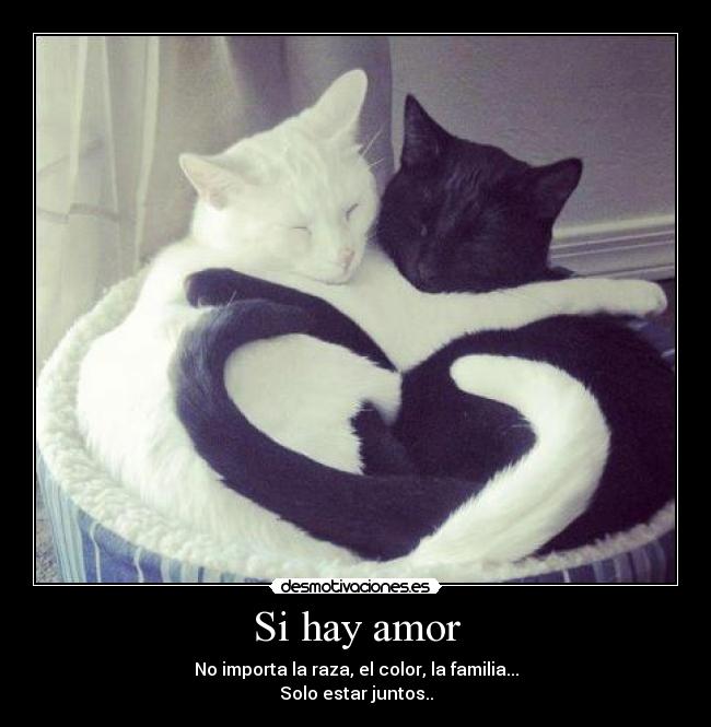 Si hay amor - 