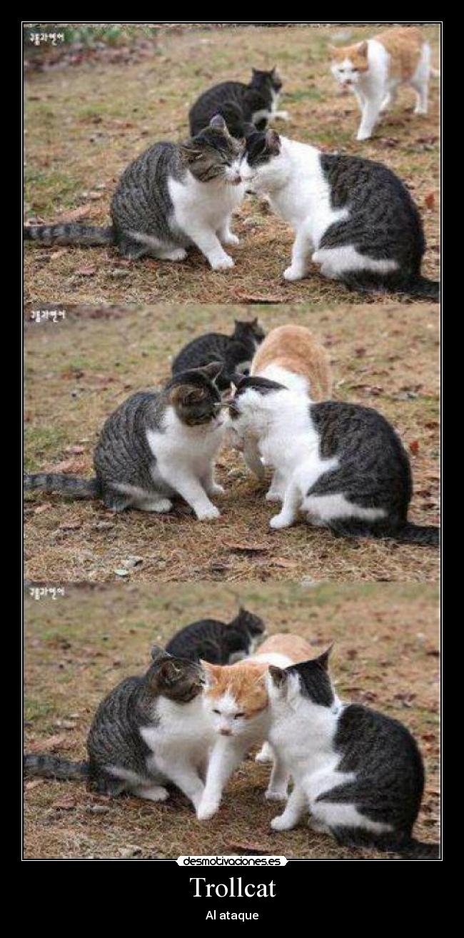 Trollcat - Al ataque