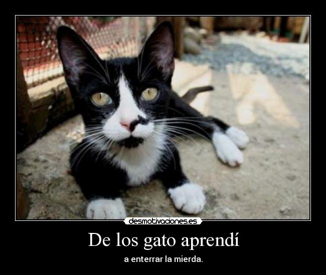 De los gato aprendí -