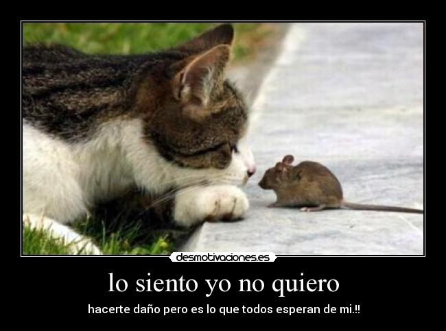 lo siento yo no quiero -