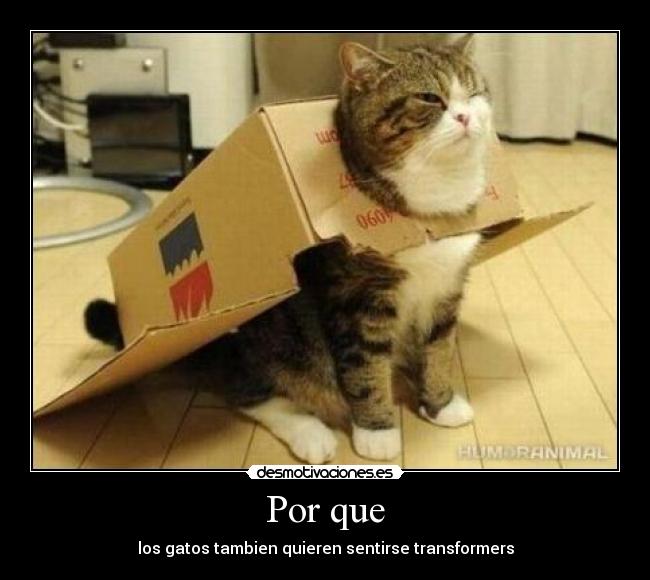 Por que - los gatos tambien quieren sentirse transformers