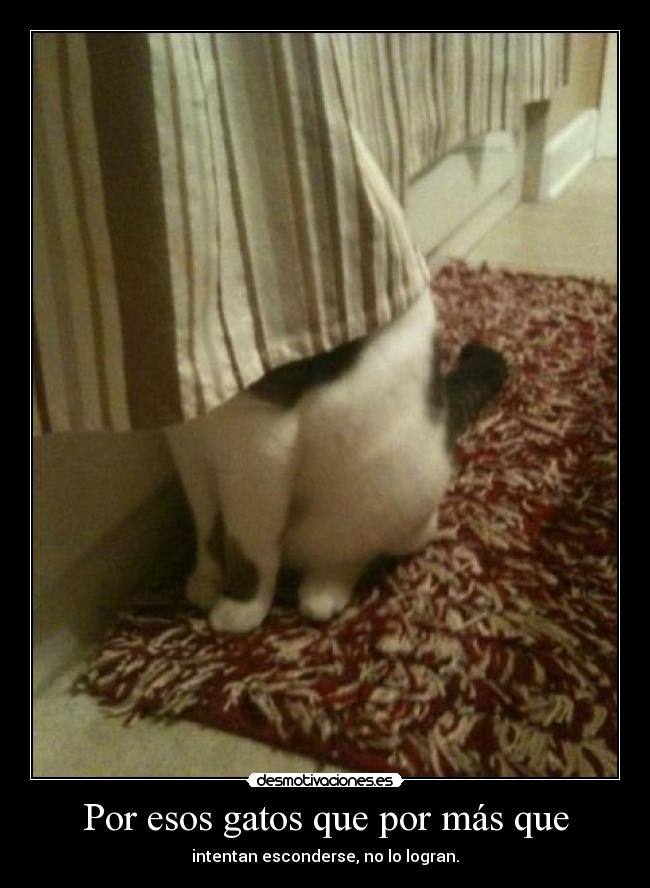 Por esos gatos que por más que -