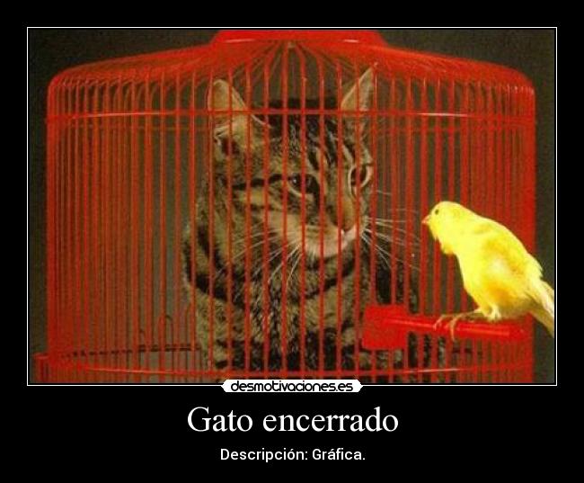 Gato encerrado - Descripción: Gráfica.