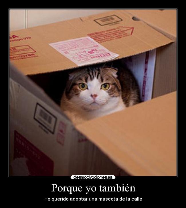Porque yo también - He querido adoptar una mascota de la calle