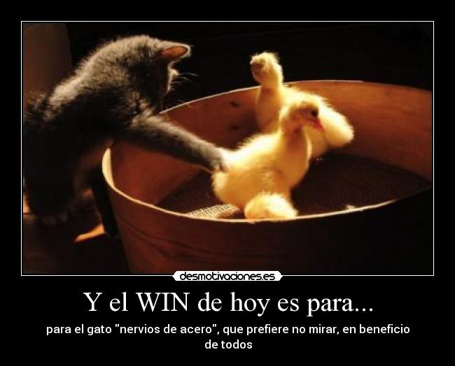 Y el WIN de hoy es para... - para el gato nervios de acero, que prefiere no mirar, en beneficio de todos