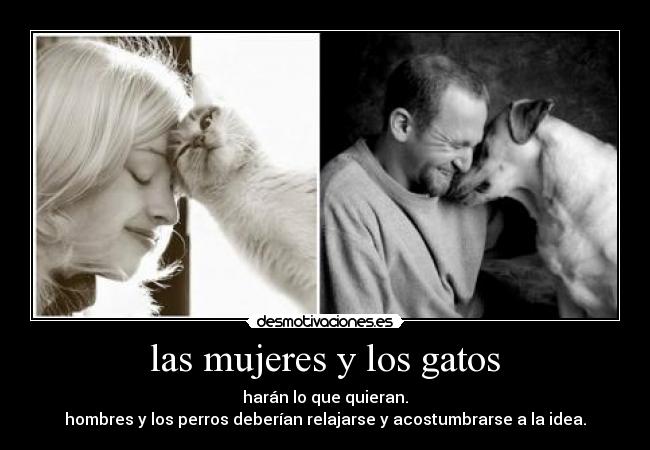 carteles gatos idfj desmotivaciones