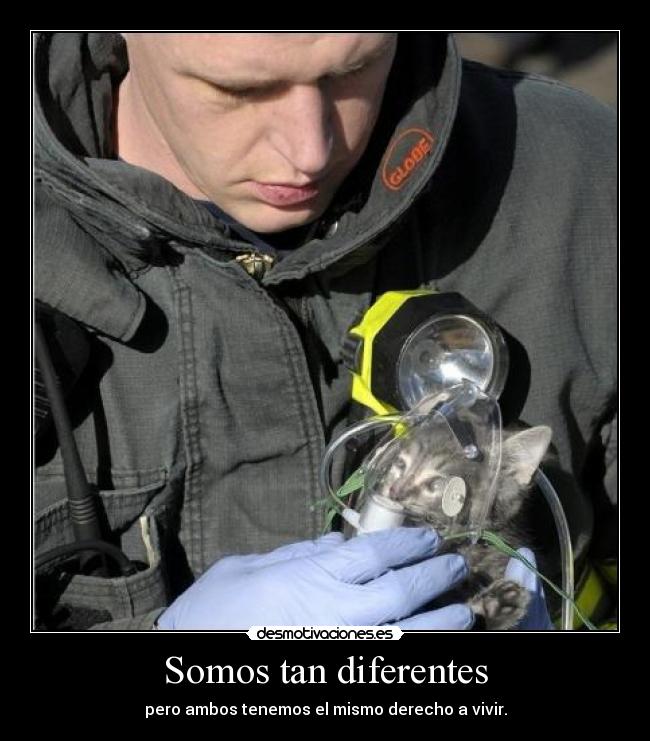 Somos tan diferentes - 