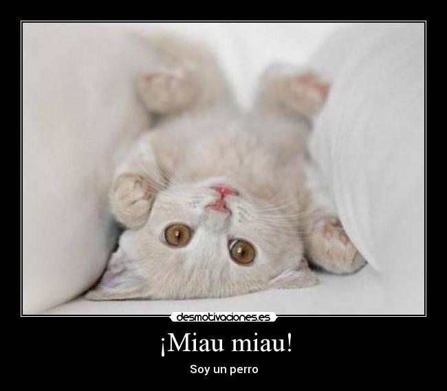 ¡Miau miau! - 