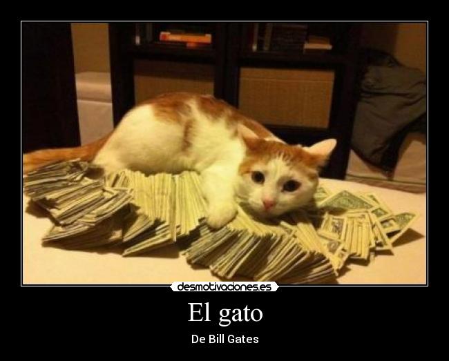 El gato - De Bill Gates