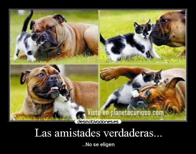 Las amistades verdaderas... - ...No se eligen