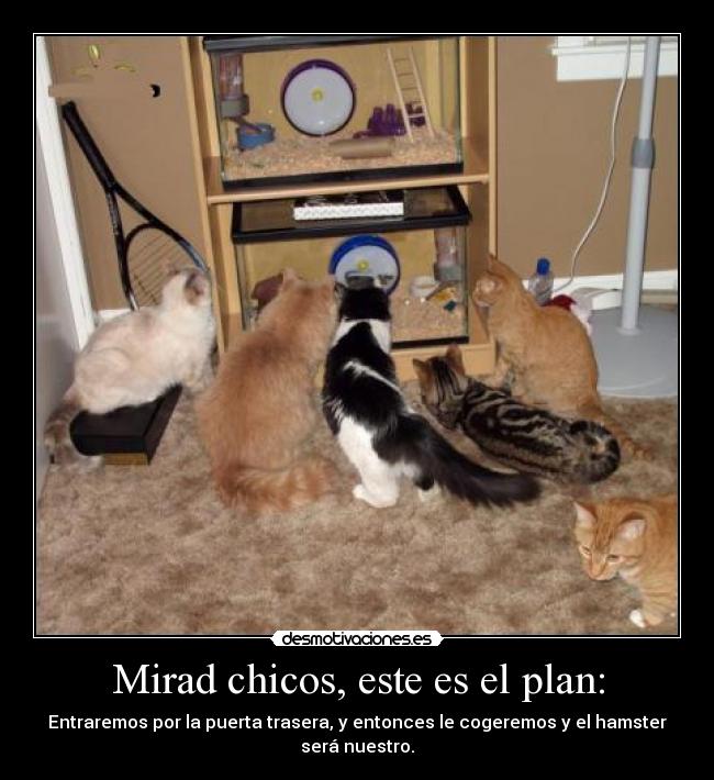 Mirad chicos, este es el plan: - Entraremos por la puerta trasera, y entonces le cogeremos y el hamster será nuestro.