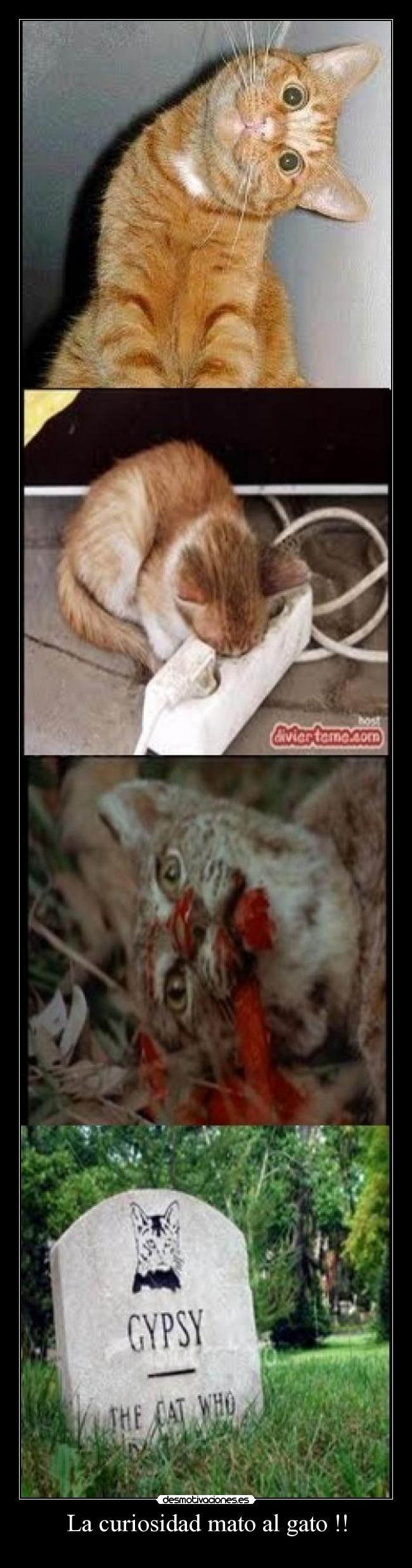 La curiosidad mato al gato !! -