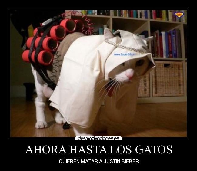 AHORA HASTA LOS GATOS -