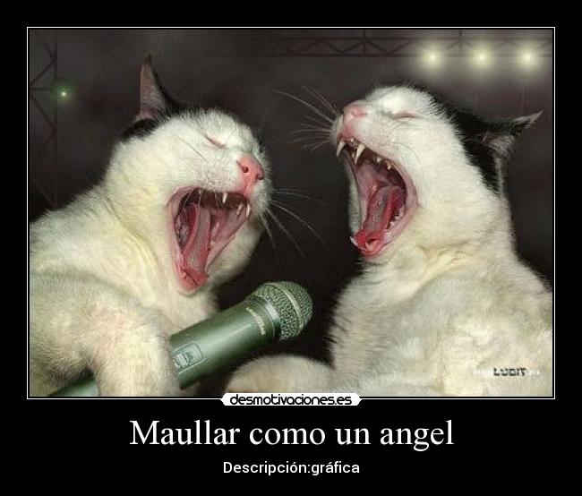 Maullar como un angel - Descripción:gráfica