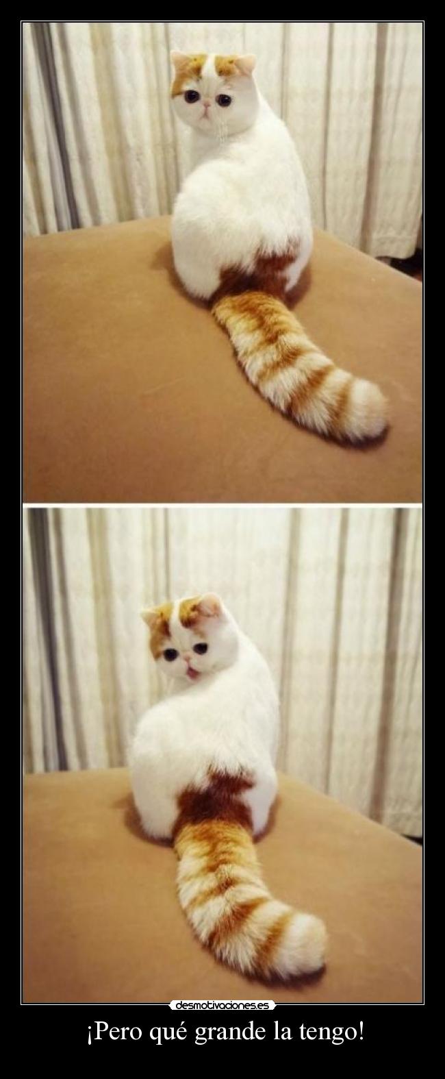 ¡Pero qué grande la tengo! - 