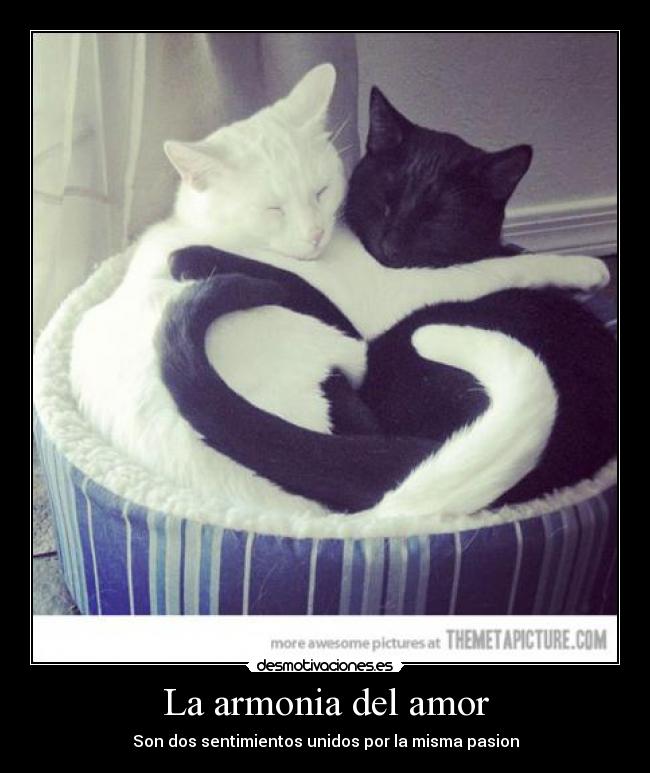 La armonia del amor -