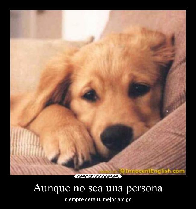 Aunque no sea una persona - siempre sera tu mejor amigo
