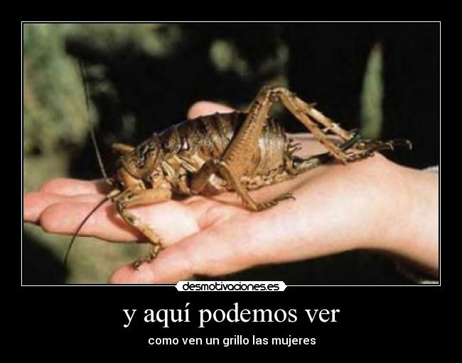 y aquí podemos ver - como ven un grillo las mujeres