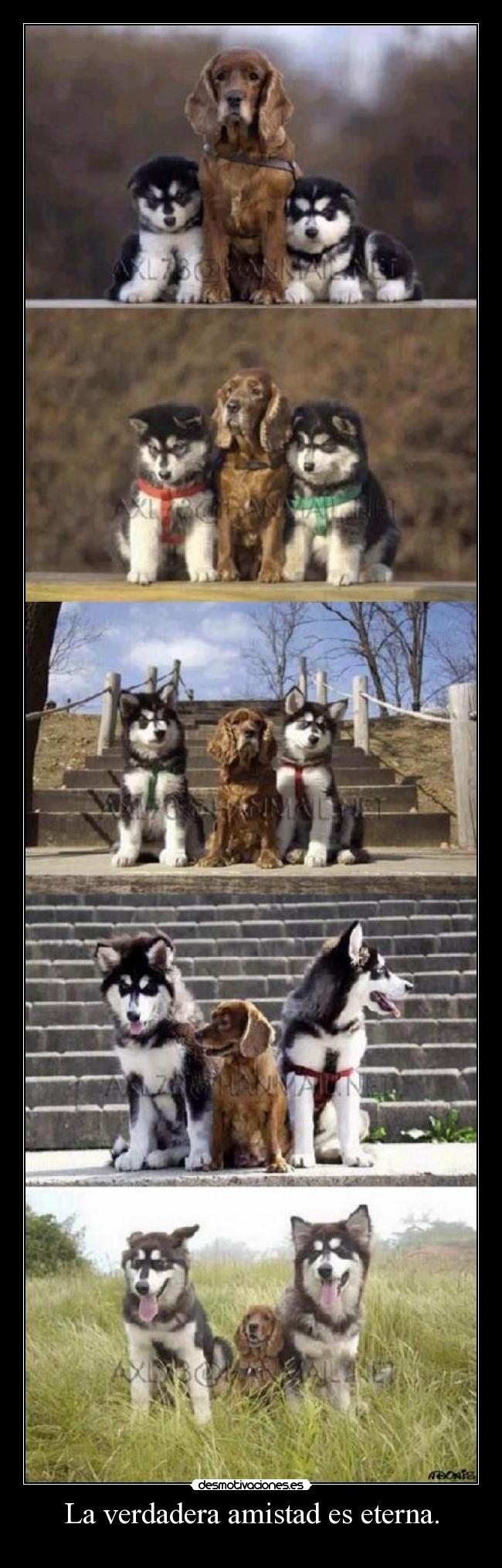 La verdadera amistad es eterna. - 