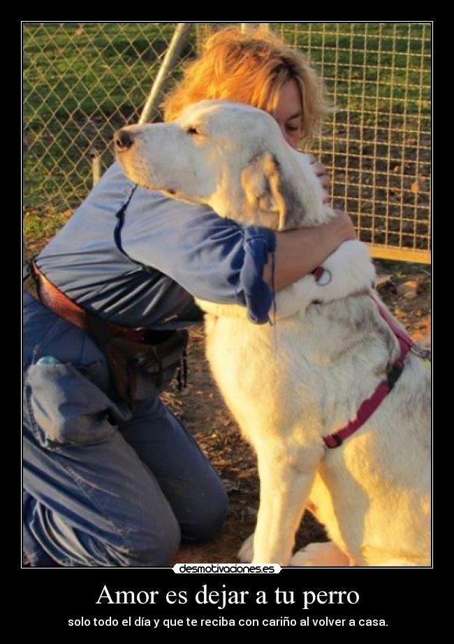Amor es dejar a tu perro -