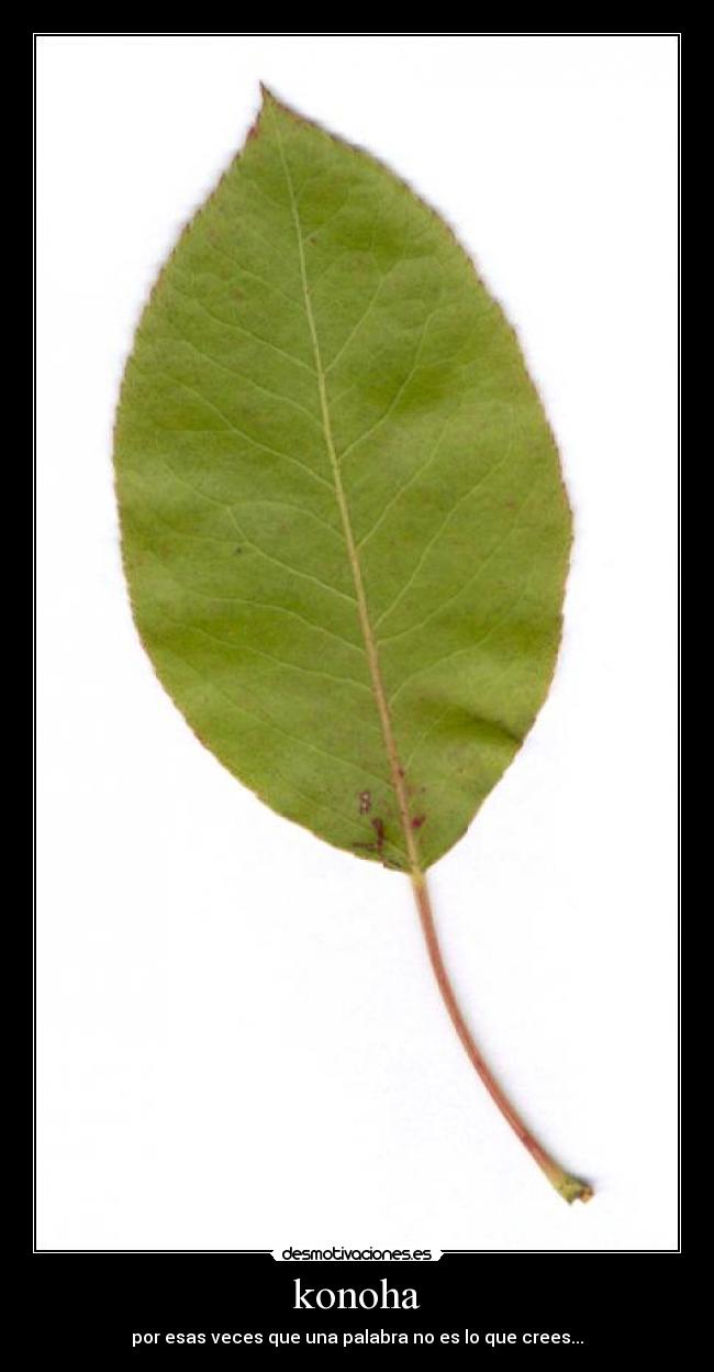 konoha - por esas veces que una palabra no es lo que crees...