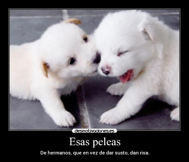 carteles theblur cachorros desmotivaciones