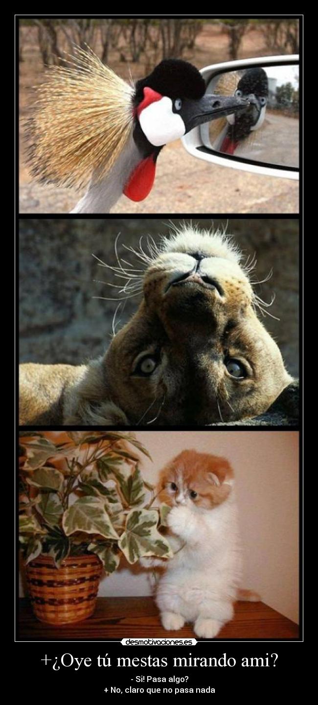 +¿Oye tú mestas mirando ami? -
