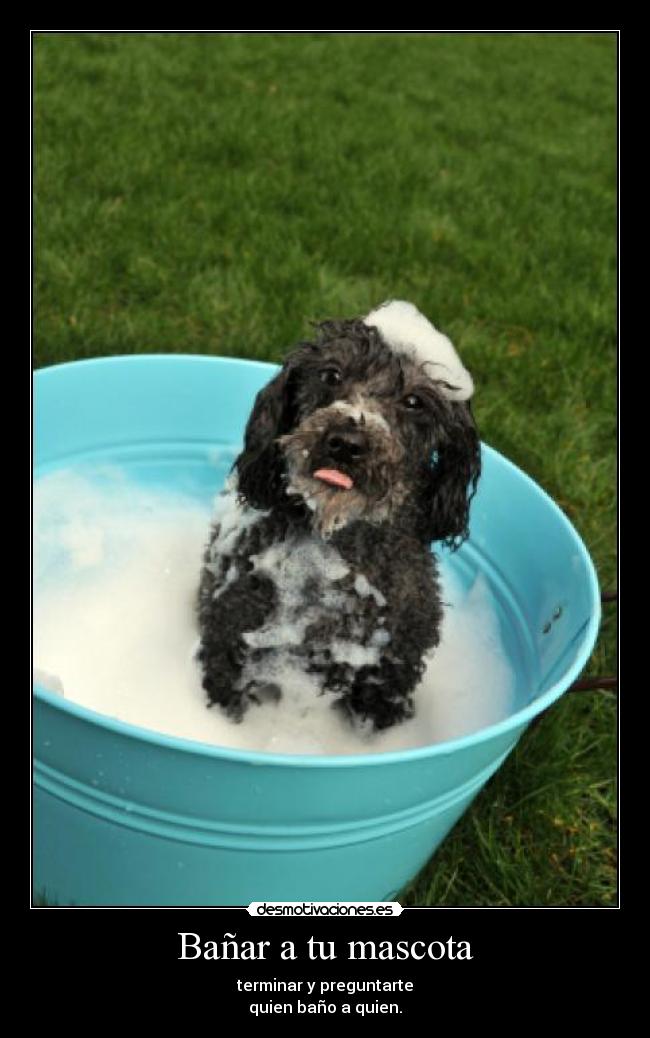 Bañar a tu mascota - 