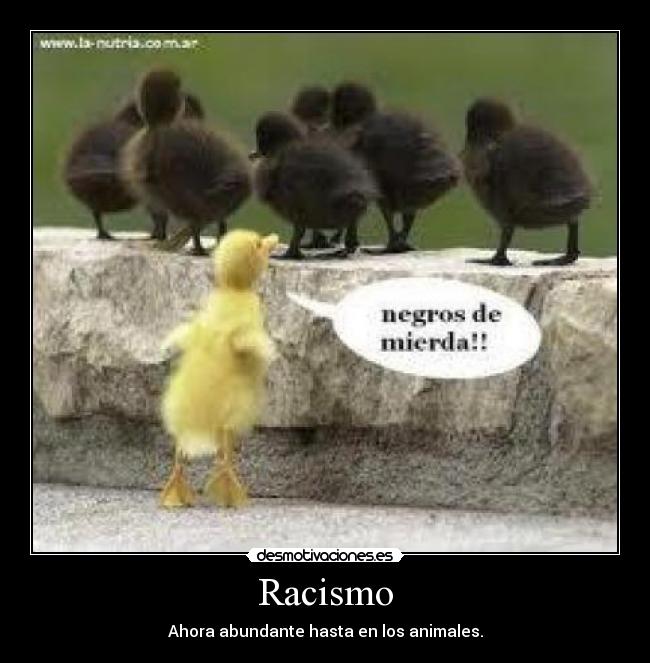 Racismo -
