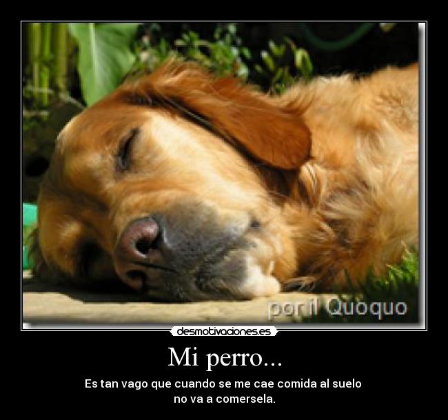 Mi perro... - Es tan vago que cuando se me cae comida al suelo
no va a comersela.