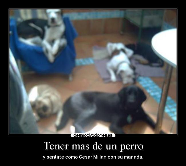 Tener mas de un perro -