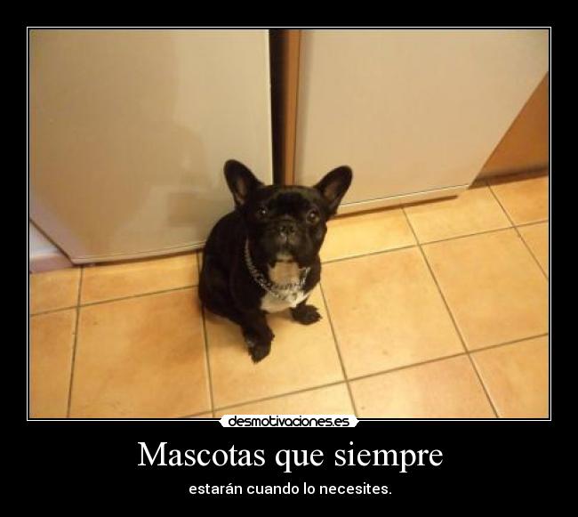 Mascotas que siempre -