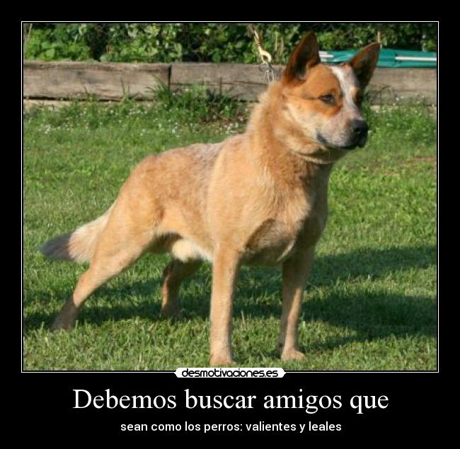 Debemos buscar amigos que - sean como los perros: valientes y leales