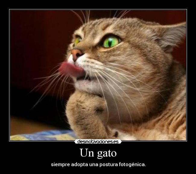 Un gato -