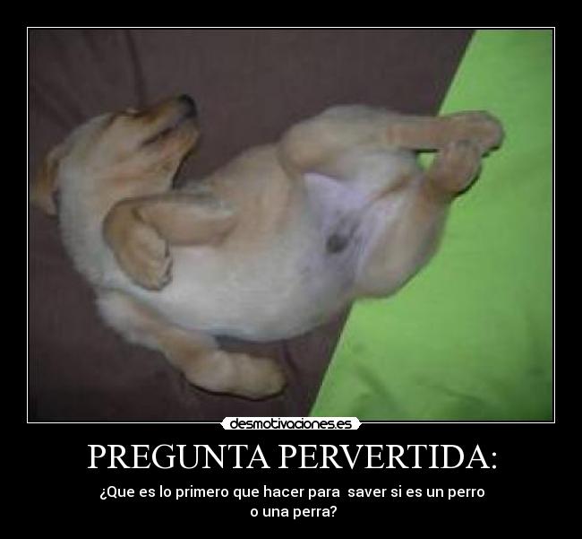 PREGUNTA PERVERTIDA: -