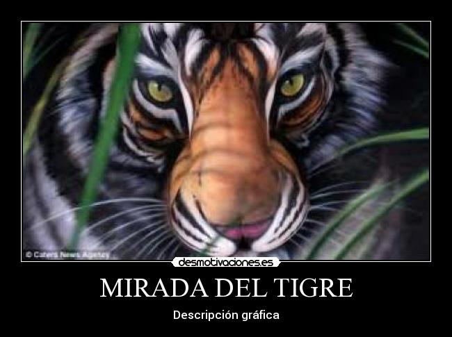 MIRADA DEL TIGRE - Descripción gráfica