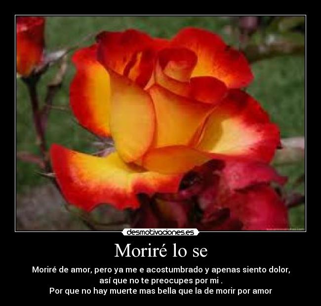 Moriré lo se - Moriré de amor, pero ya me e acostumbrado y apenas siento dolor,
así que no te preocupes por mi .
Por que no hay muerte mas bella que la de morir por amor