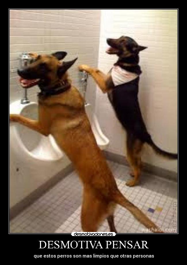 DESMOTIVA PENSAR - que estos perros son mas limpios que otras personas