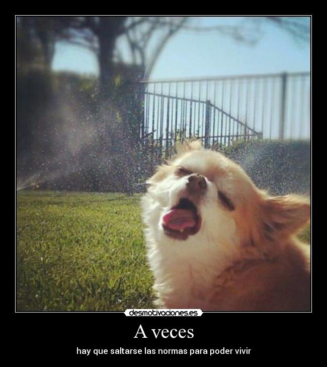 A veces - hay que saltarse las normas para poder vivir