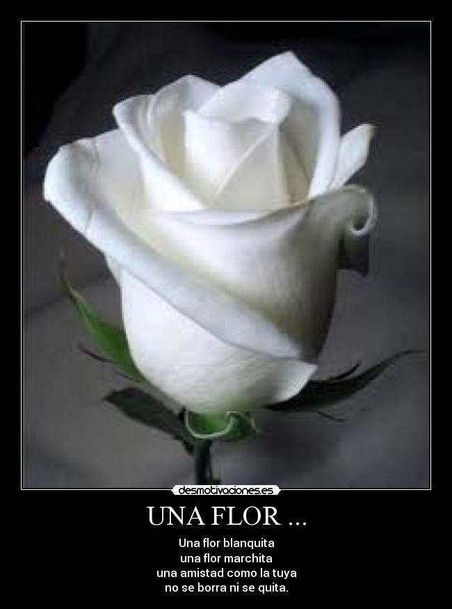 UNA FLOR ... - Una flor blanquita
una flor marchita
una amistad como la tuya
no se borra ni se quita.
