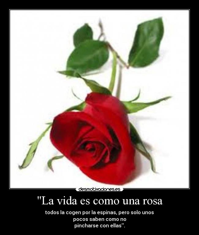 La vida es como una rosa -