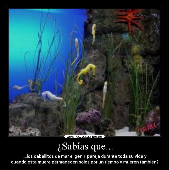¿Sabías que... - ....los caballitos de mar eligen 1 pareja durante toda su vida y
cuando esta muere permanecen solos por un tiempo y mueren también?