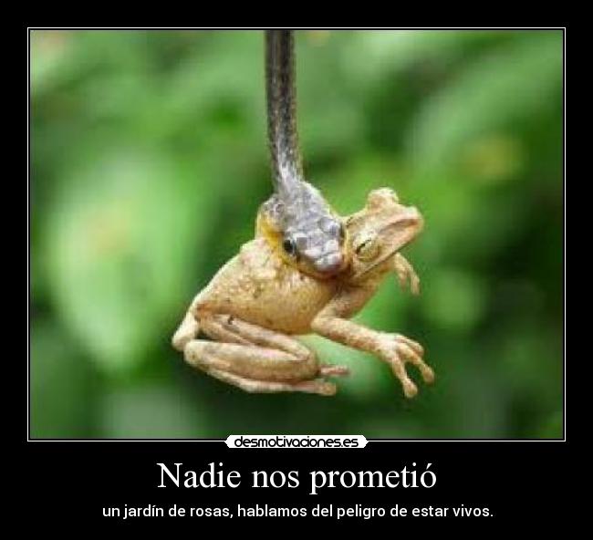 Nadie nos prometió - un jardín de rosas, hablamos del peligro de estar vivos.